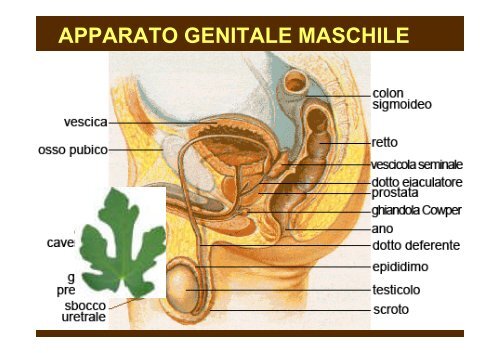 APPARATO GENITALE FEMMINILE - Unimed