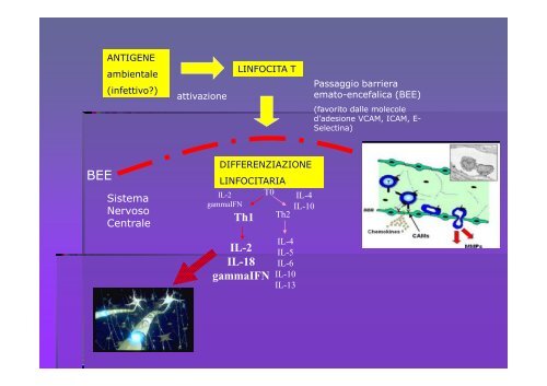 SCLEROSI MULTIPLA E MALATTIE AUTOIMMUNI - Comobrain