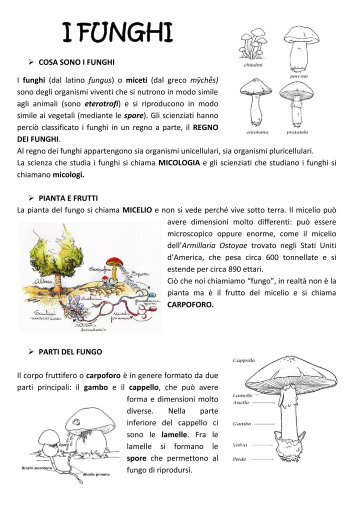 I FUNGHI.pdf - Maestra Raffaella