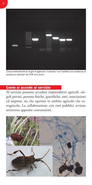 Diagnostica fitopatologica - Regione Toscana