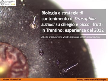 2013 Ciliegio-Drosophila suzukii-FEM