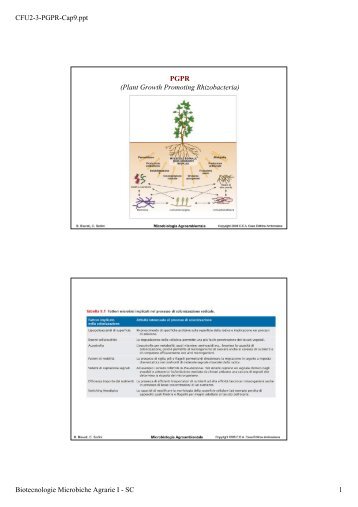 CFU2-3-PGPR-Cap9.ppt Biotecnologie Microbiche Agrarie I - SC 1 ...