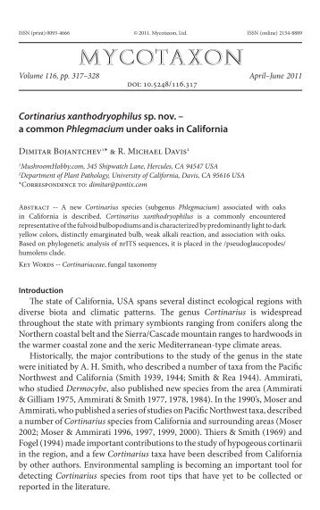 Cortinarius xanthodryophilus - MushroomHobby.com