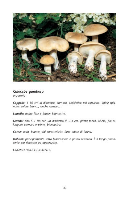 il mondo dei funghi nel parco regionale dei castelli romani