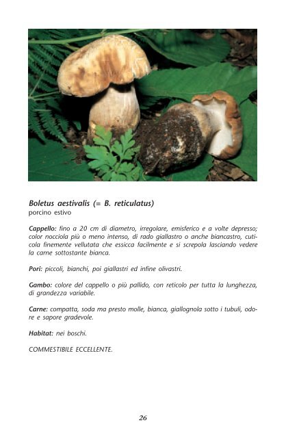 il mondo dei funghi nel parco regionale dei castelli romani