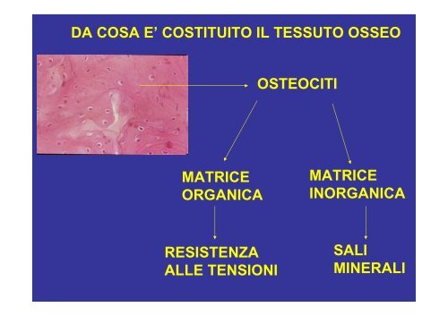 APPARATO LOCOMOTORE SPIEGAZIONE PAGINE 20-25 Stefania ...