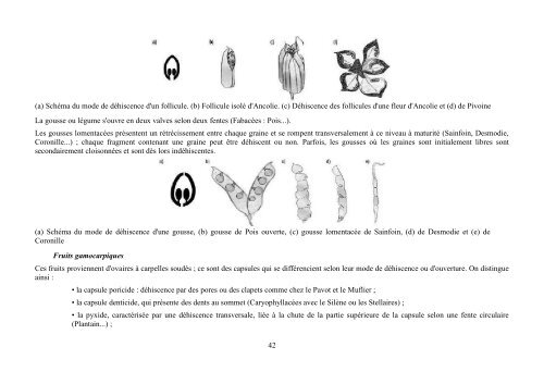 Quelques notions de botanique - formad-environnement