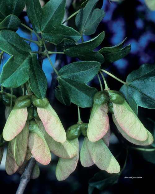 Flora Vascular de Andalucía Oriental, 3