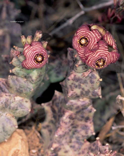 Flora Vascular de Andalucía Oriental, 3