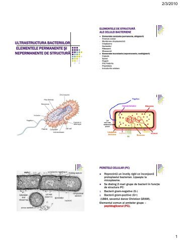 ultrastructura bacteriilor. elementele de structura constante