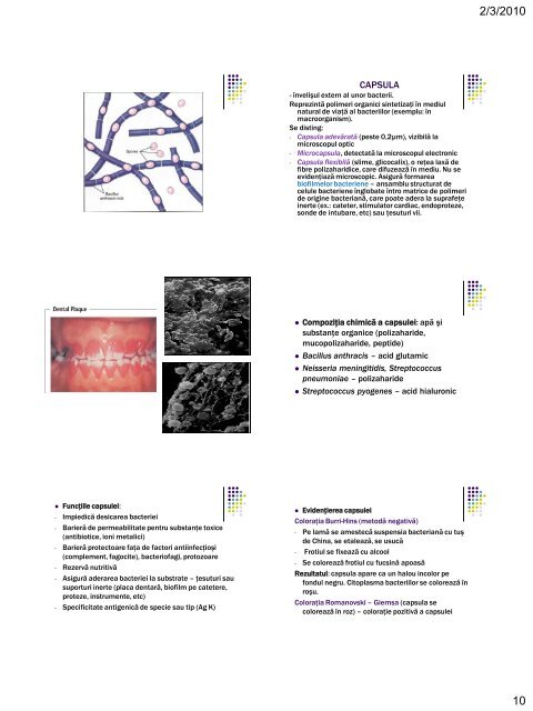 ultrastructura bacteriilor. elementele de structura constante