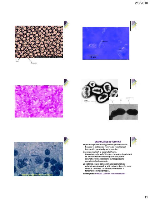 ultrastructura bacteriilor. elementele de structura constante