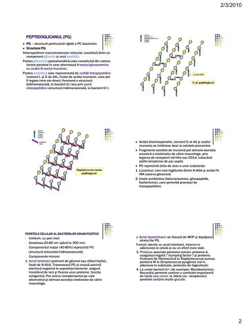 ultrastructura bacteriilor. elementele de structura constante