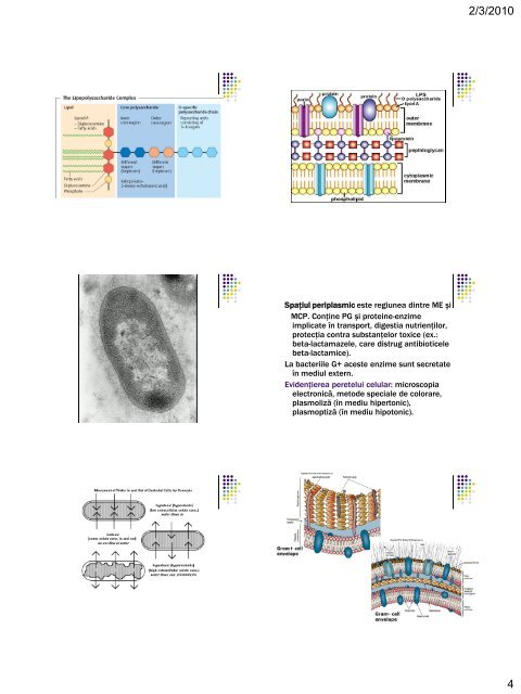 ultrastructura bacteriilor. elementele de structura constante