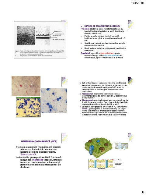 ultrastructura bacteriilor. elementele de structura constante