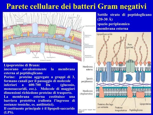 Composizione molecolare di una cellula batterica - Einaudi