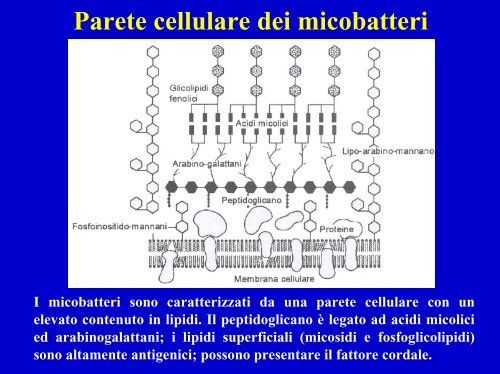 Composizione molecolare di una cellula batterica - Einaudi