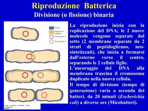 Composizione molecolare di una cellula batterica - Einaudi