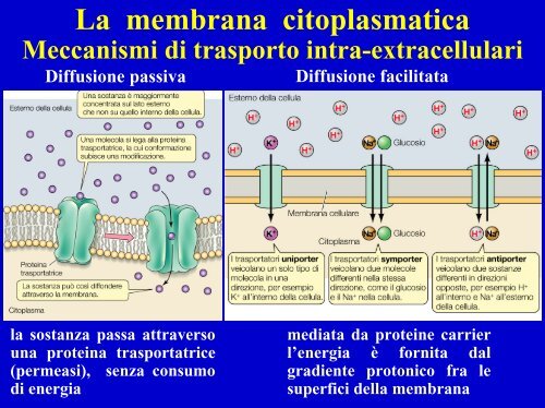 Composizione molecolare di una cellula batterica - Einaudi
