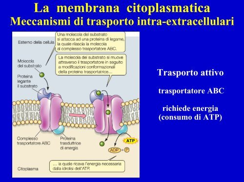 Composizione molecolare di una cellula batterica - Einaudi