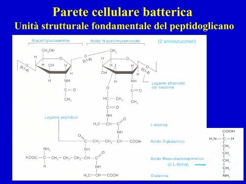 Composizione molecolare di una cellula batterica - Einaudi