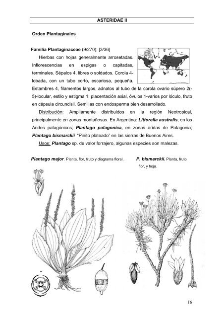 16 ASTERIDAE II Orden Plantaginales Familia Plantaginaceae (9 ...