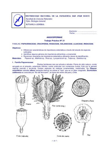 TPNº 21 Angiospermas