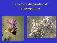 CARACTERES DIAGNOSTICO DE ANGIOSPERMAS