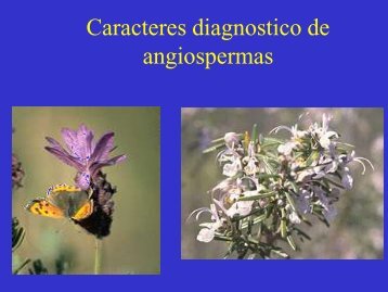 CARACTERES DIAGNOSTICO DE ANGIOSPERMAS