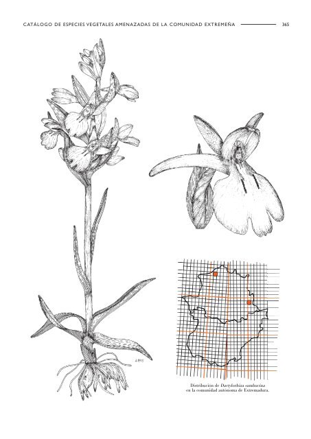 angiospermas - Extremambiente.es