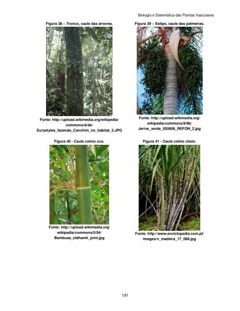 Biologia e Sistemática das Plantas Vasculares - UFPB Virtual