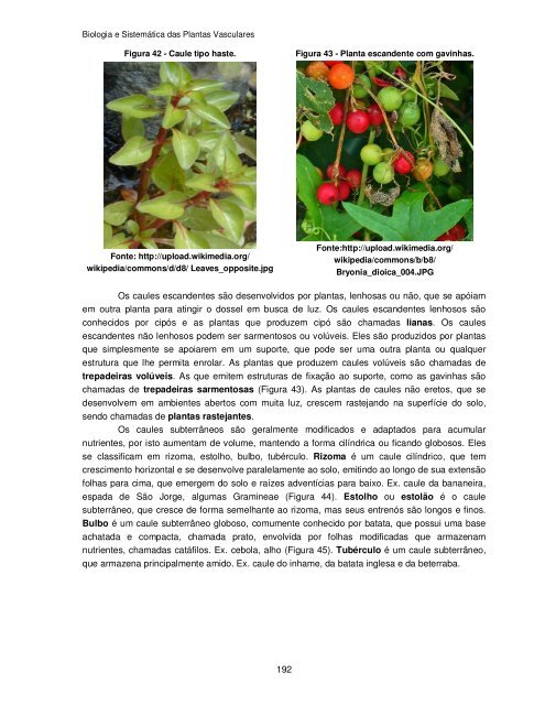 Biologia e Sistemática das Plantas Vasculares - UFPB Virtual