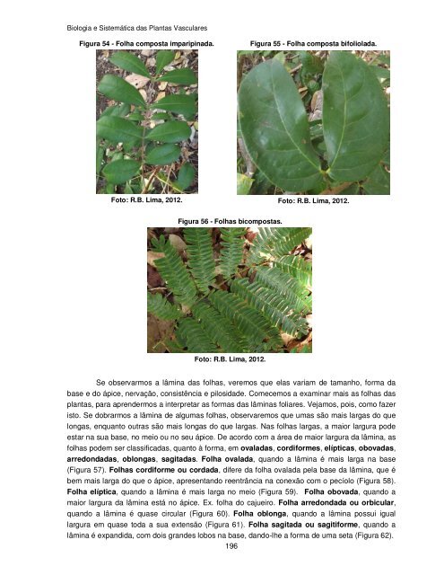 Biologia e Sistemática das Plantas Vasculares - UFPB Virtual