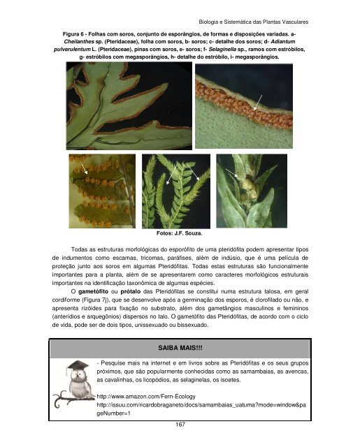 Biologia e Sistemática das Plantas Vasculares - UFPB Virtual
