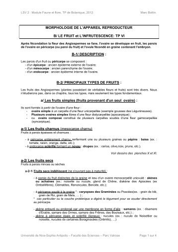 TP 5 Fruits.pdf - Université Nice Sophia Antipolis