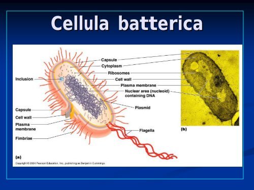 La cellula batterica