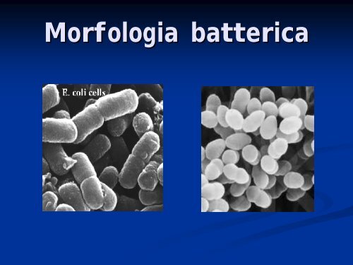 La cellula batterica