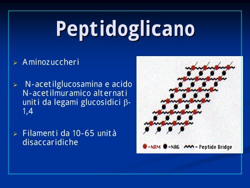 La cellula batterica