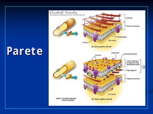 La cellula batterica