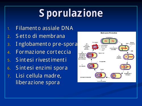 La cellula batterica