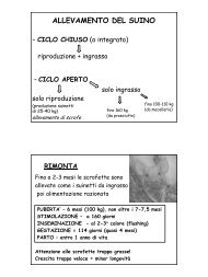 ALLEVAMENTO DEL SUINO - Agricolaregina.It