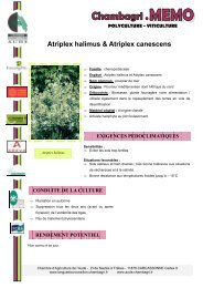 Atriplex halimus & Atriplex canescens - Chambre d'agriculture de l ...