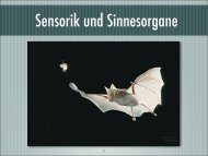 Sensorik und Sinnesorgane - Israng.ch
