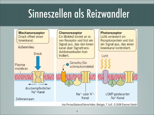 Sensorik und Sinnesorgane - Israng.ch