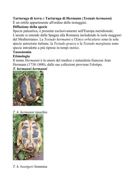 Tartaruga di terra o Tartaruga di Hermann - Naturaearte - Altervista