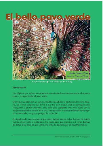 El bello pavo verde - Las aves más bellas del mundo