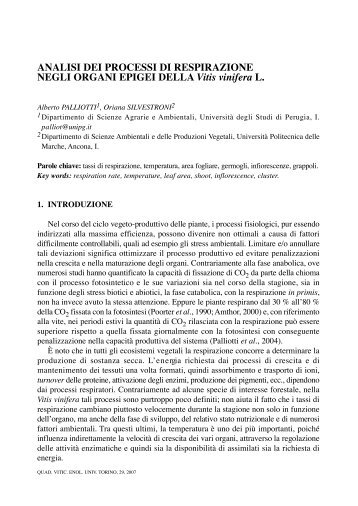 Analisi dei processi di respirazione negli organi epigei della Vitis ...
