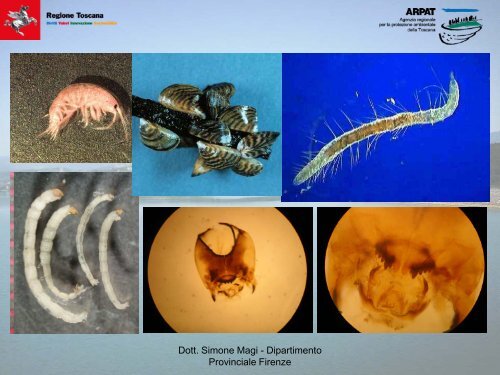 Elementi biologici: macrobenthos (Simone Magi) - Arpat