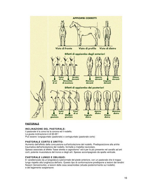 Dispensa utile per la preparazione all´esame di teoria per il 1°Grado ...