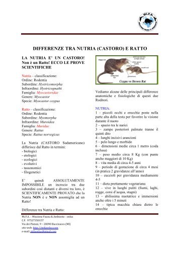 DIFFERENZE TRA NUTRIA (CASTORO) E RATTO - AAE